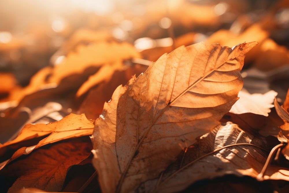 Fall leaves pile autumn plant leaf. AI generated Image by rawpixel.