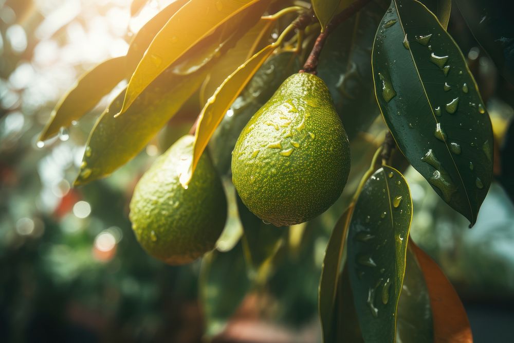 Avocado tree on a rainy day plant fruit food. AI generated Image by rawpixel.