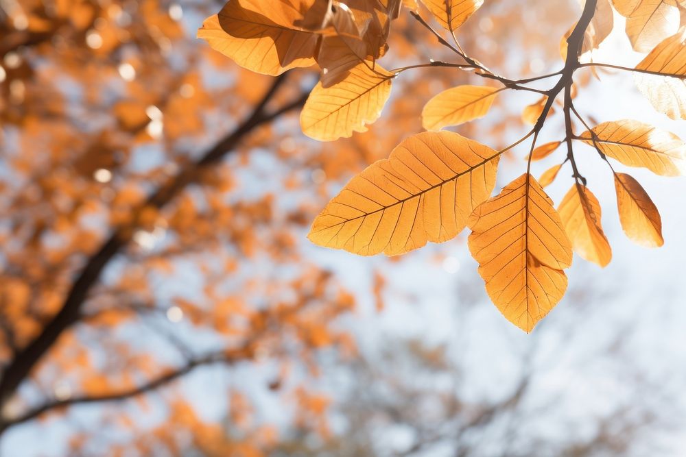 Fall leave with wind breeze outdoors autumn nature. AI generated Image by rawpixel.