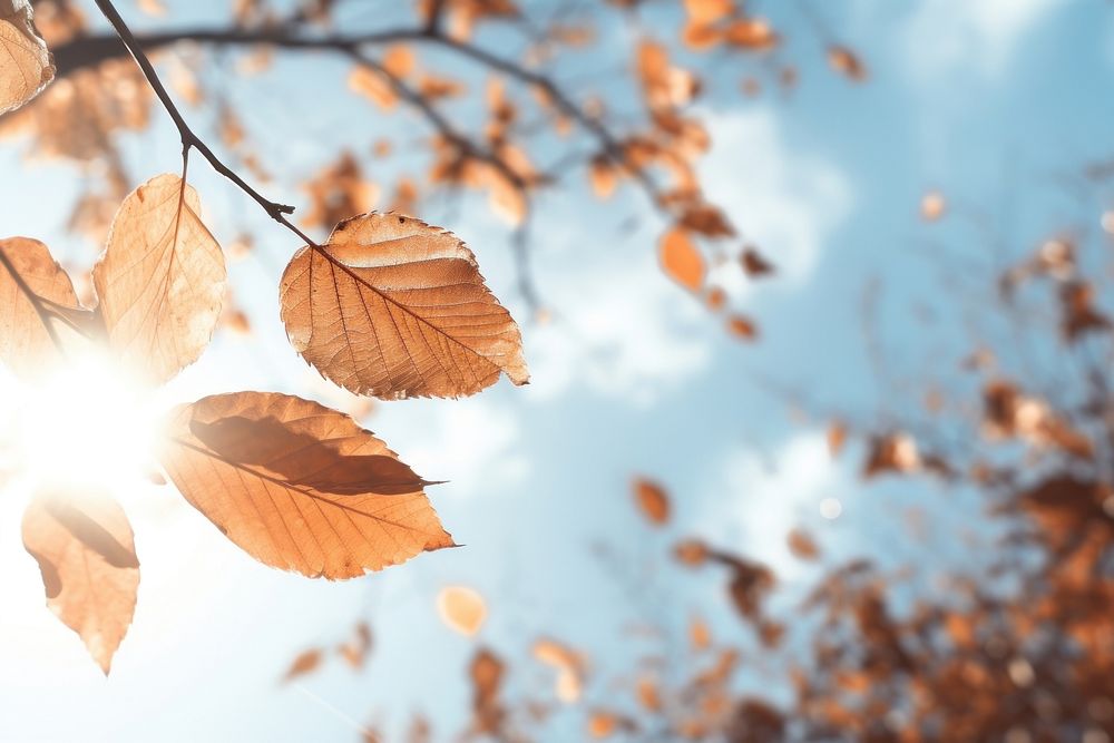 Fall leave with wind breeze sunlight outdoors nature. AI generated Image by rawpixel.