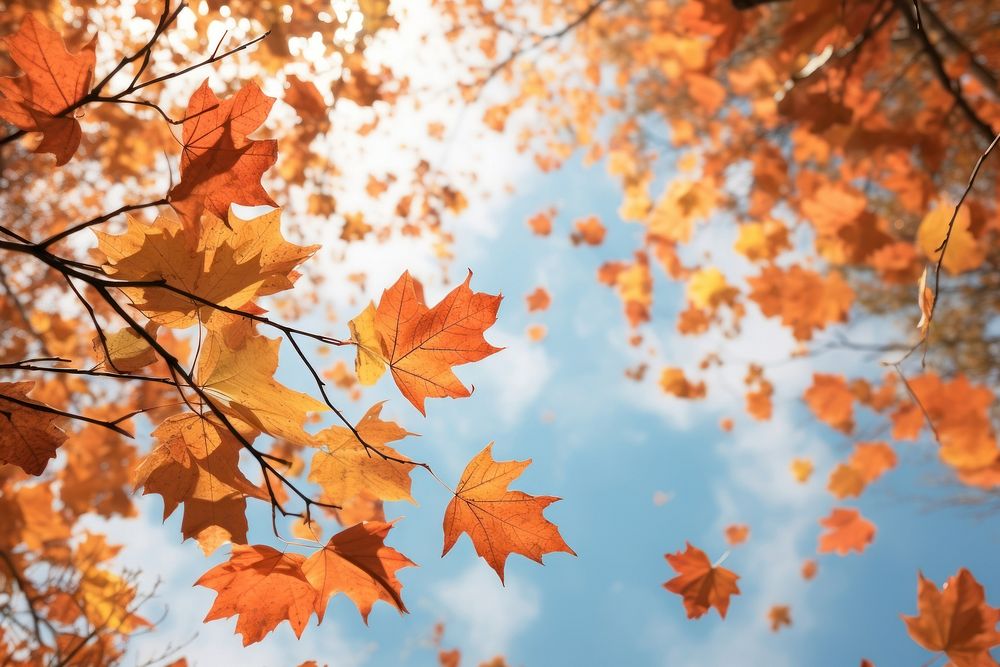 Fall leave with wind breeze autumn leaves plant. AI generated Image by rawpixel.