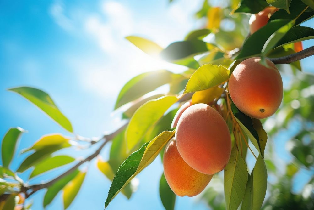 Fresh mango on the tree sunlight plant fruit. AI generated Image by rawpixel.