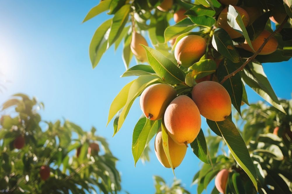 Fresh mango on the tree sunlight plant peach. AI generated Image by rawpixel.