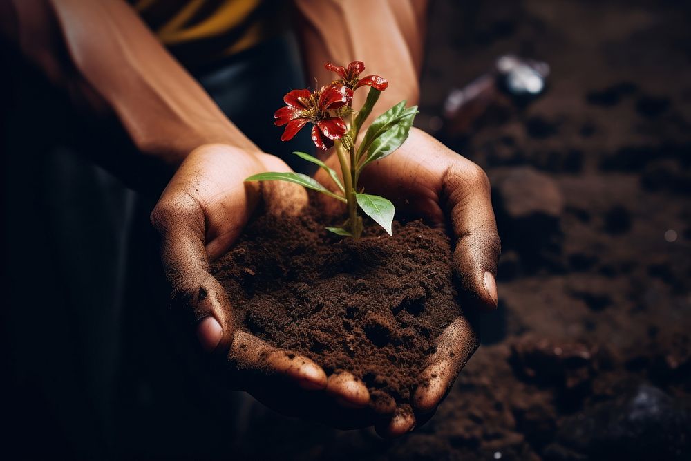 Hand holding soil and plant gardening planting outdoors.