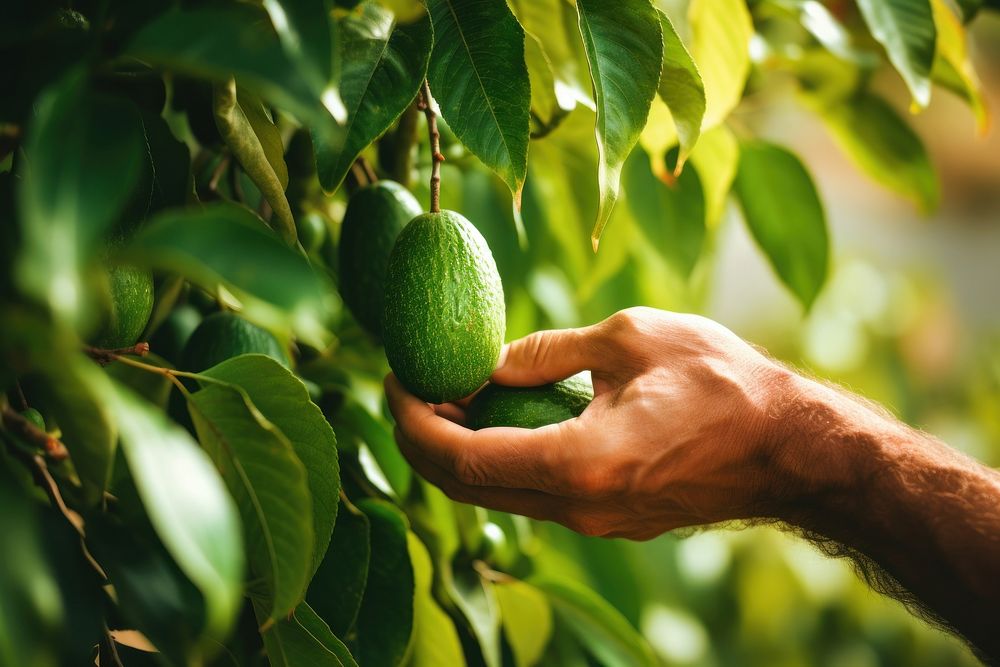 Hand picking fresh avocado from a tree plant fruit food. 