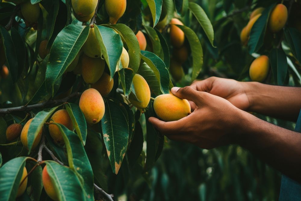 Hand picking mango from a tree plant fruit food. AI generated Image by rawpixel.