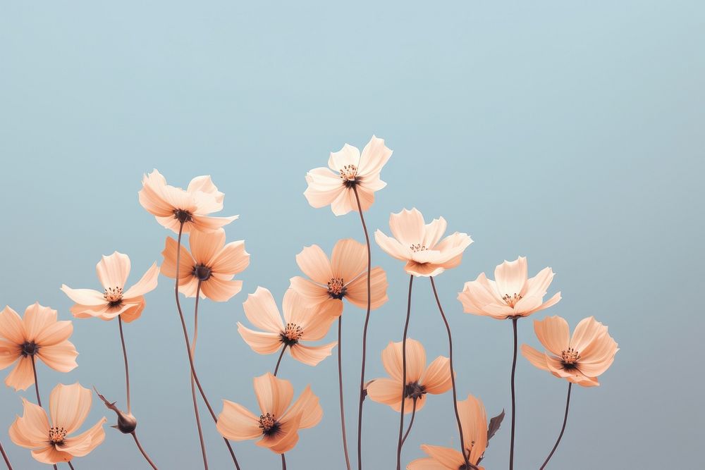  Flowers in aesthetic nature background outdoors blossom petal. AI generated Image by rawpixel.