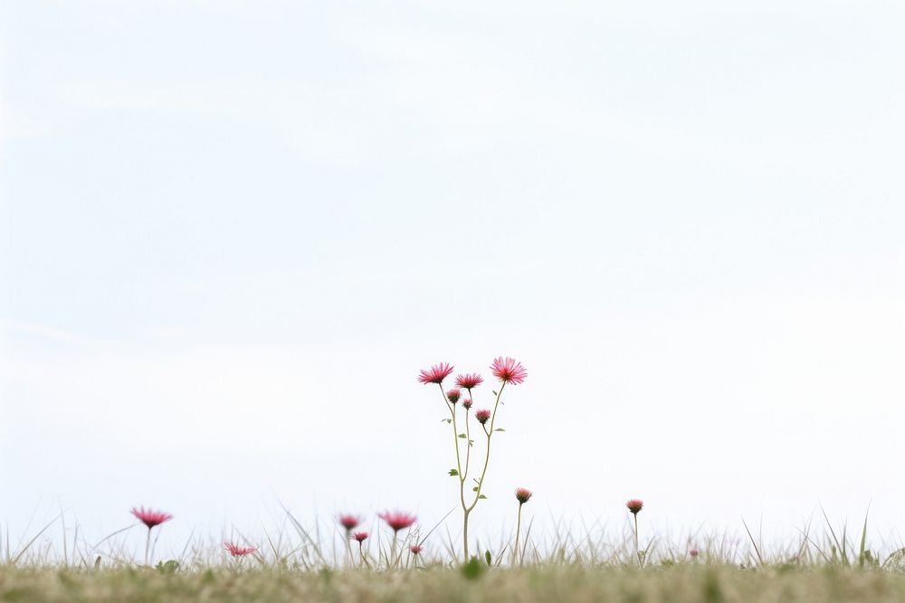  Meadow with flower grassland outdoors blossom. AI generated Image by rawpixel.