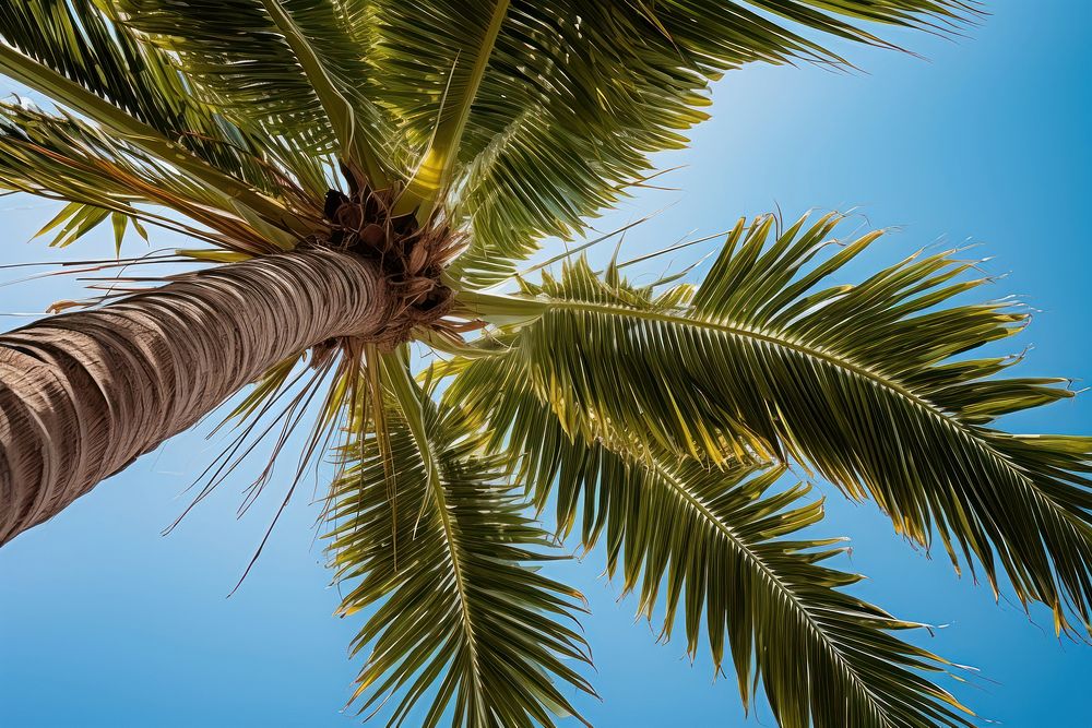 Palm tree on tropical island sunlight outdoors tropics. AI generated Image by rawpixel.