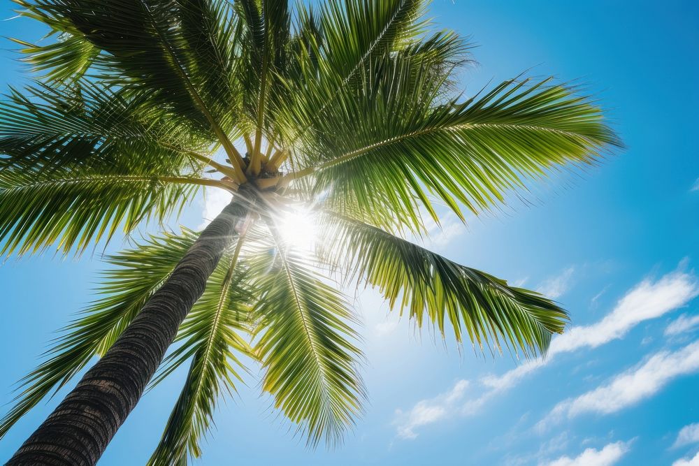 Palm tree on tropical island sunlight sky outdoors. AI generated Image by rawpixel.