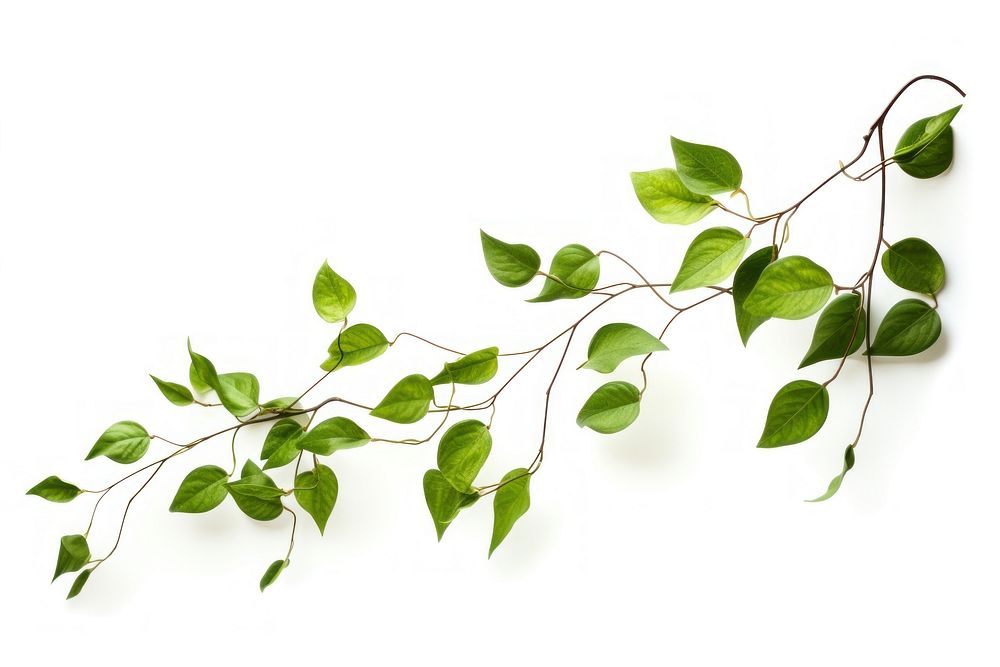 Green leaves flying plant leaf white background. AI generated Image by rawpixel.