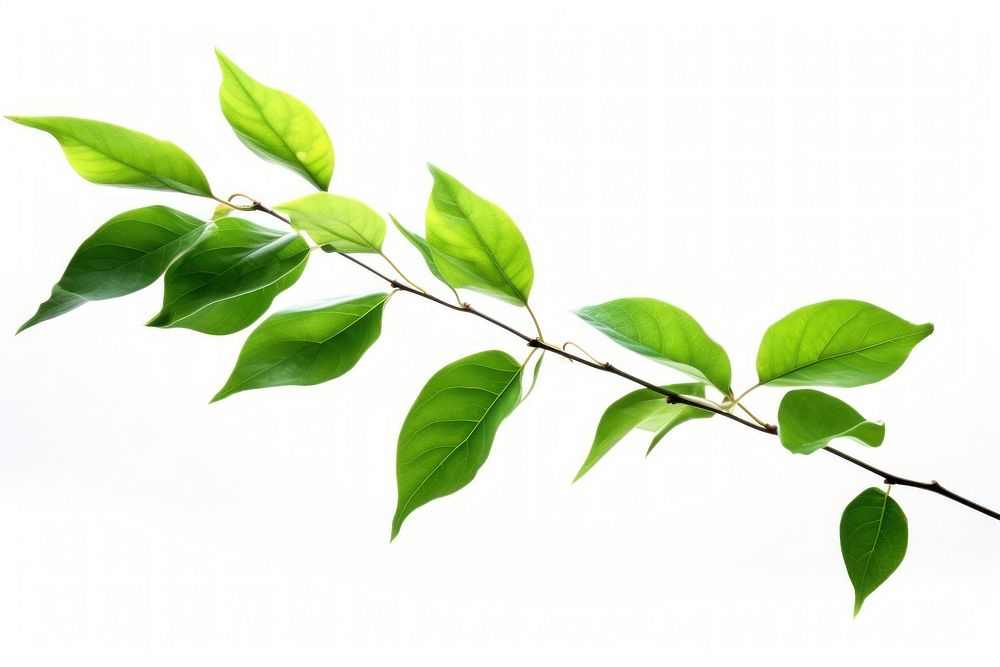 Green leaves flying plant leaf tree. AI generated Image by rawpixel.