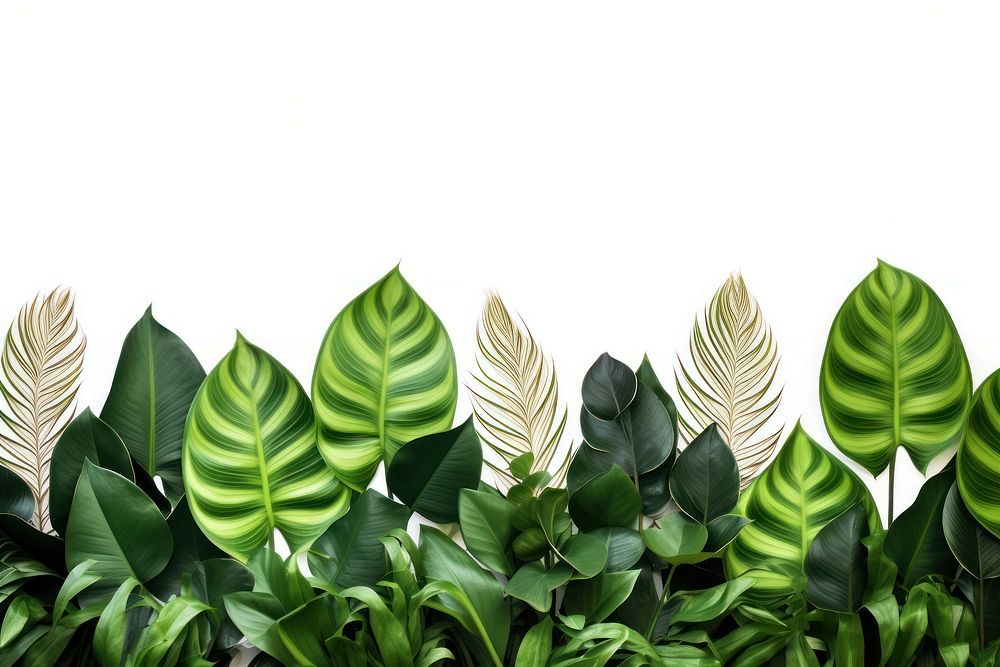 Leave plants backgrounds green leaf.