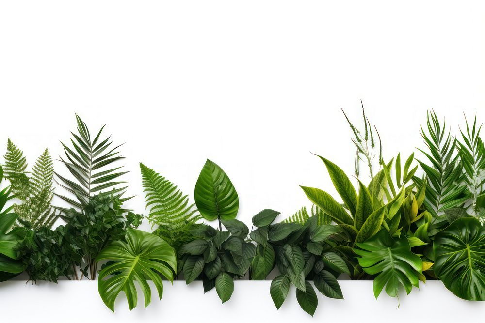 Leave plants backgrounds herbs leaf.