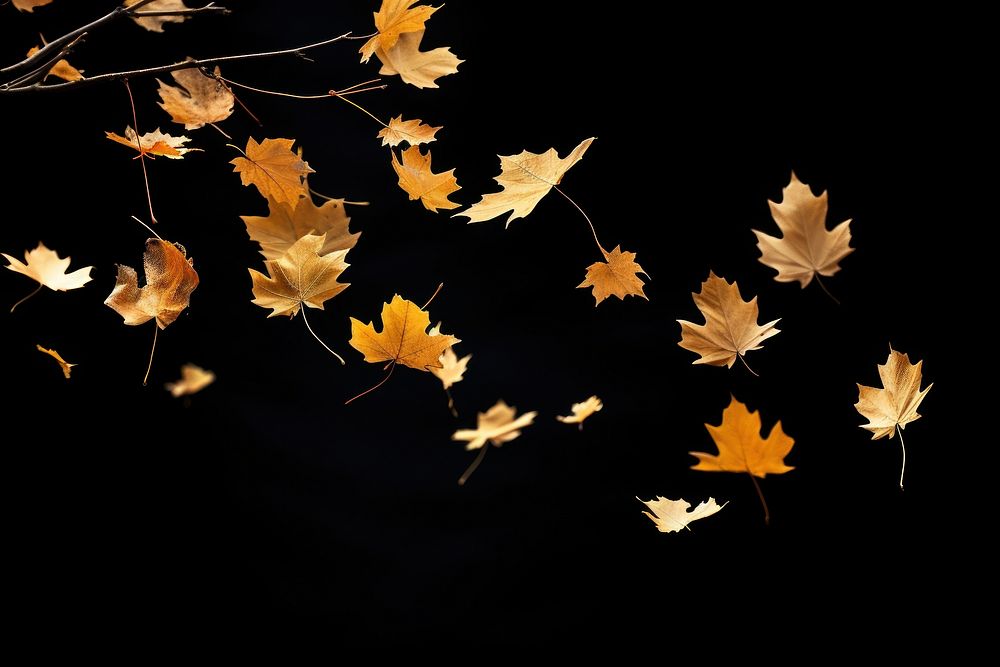 Leaves falling plant maple leaf. AI generated Image by rawpixel.