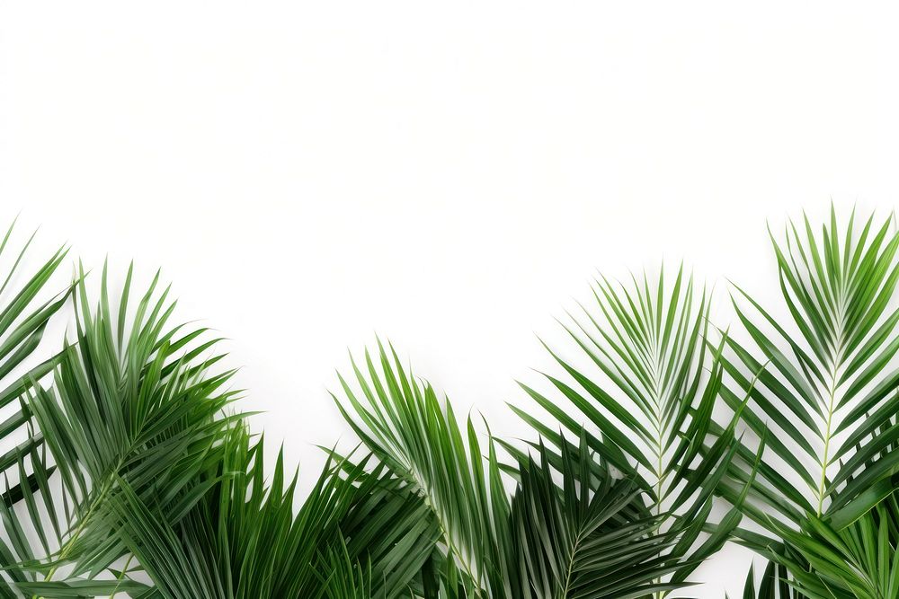 Palm plants backgrounds outdoors nature.