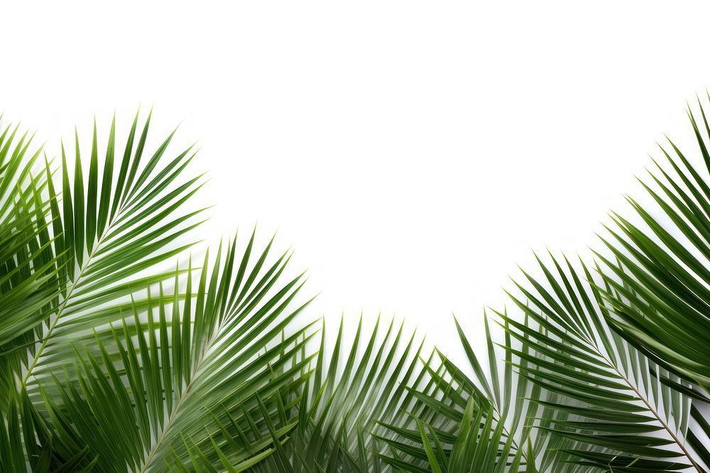 Palm plants backgrounds vegetation outdoors.