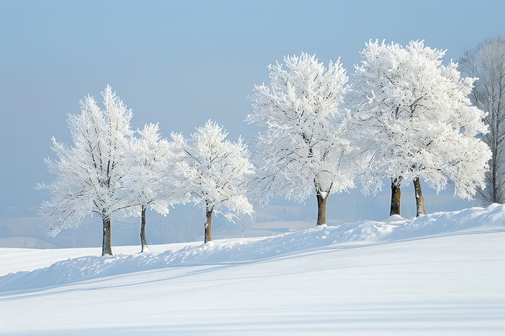 Snowy winter scene landscape tree outdoors.