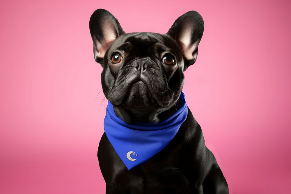 French Bulldog with blue bandana
