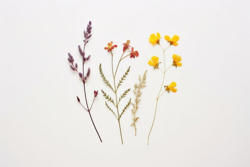 Real Pressed a single minimal colorful wildflowers herbs plant petal.