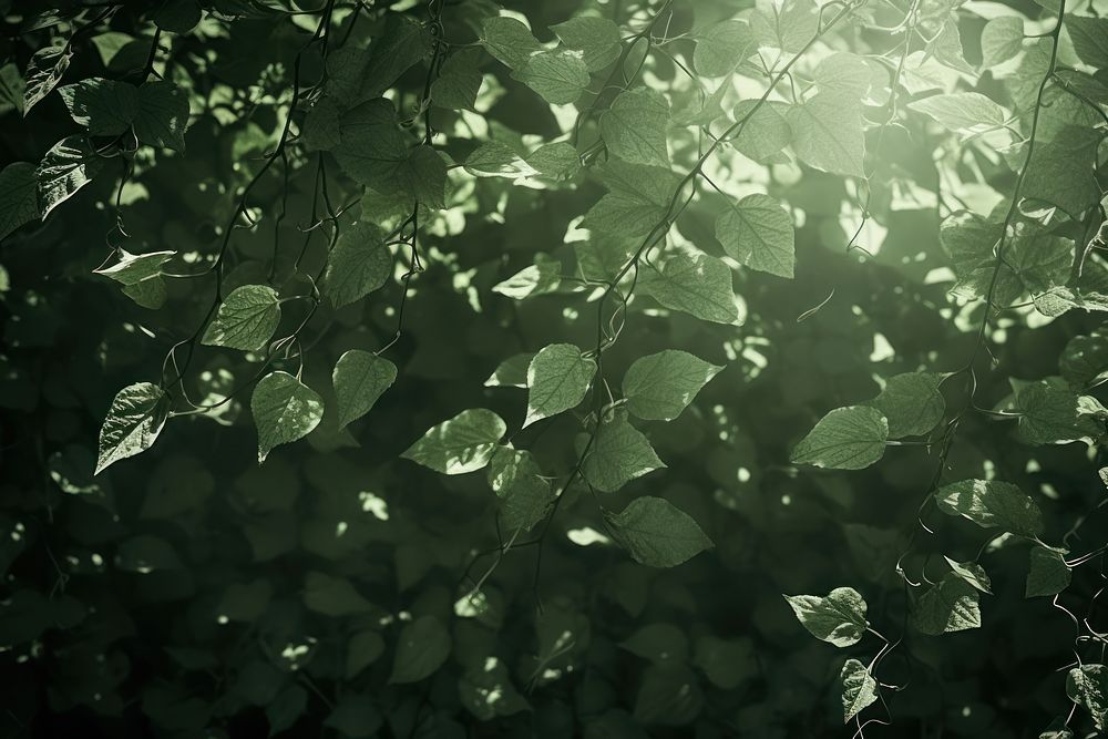  A green wall with green leaves and shadows light sunlight outdoors. AI generated Image by rawpixel.