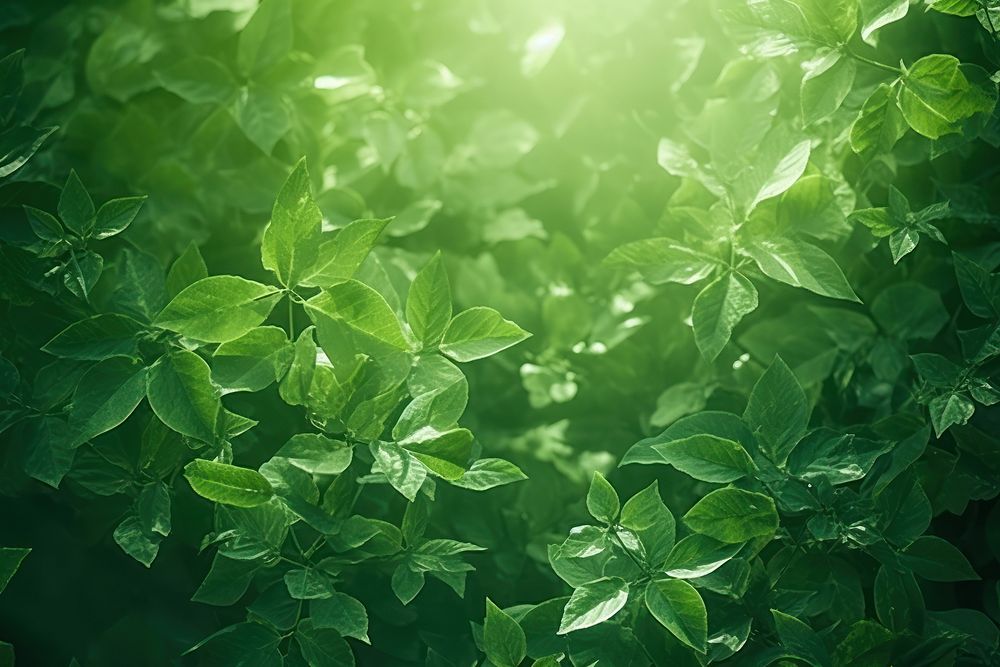  A green wall with green leaves and shadows nature sunlight outdoors. AI generated Image by rawpixel.