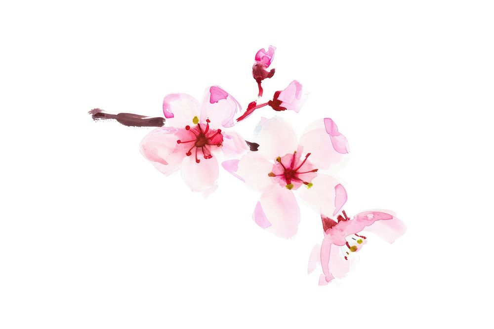 Cherry blossom flower nature plant. AI generated Image by rawpixel.