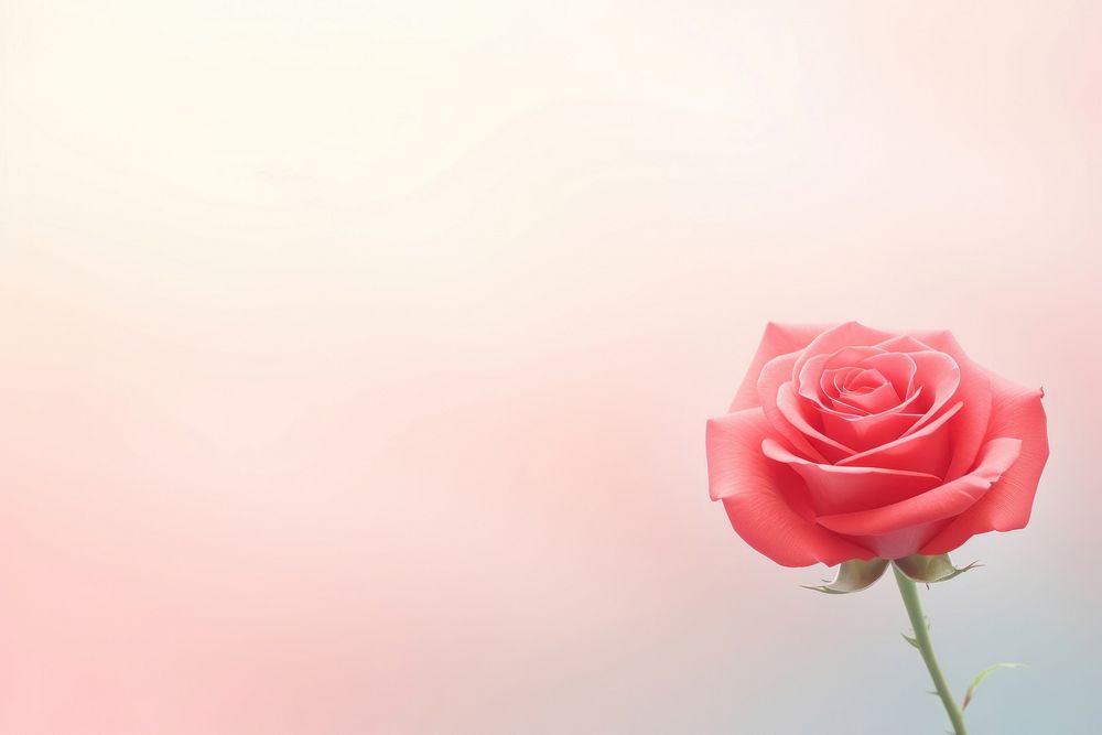 PNG Red rose backgrounds flower petal. AI generated Image by rawpixel.