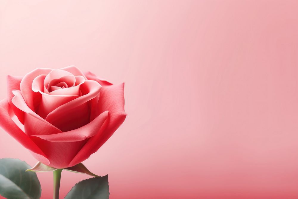 PNG Red rose flower plant pink. AI generated Image by rawpixel.