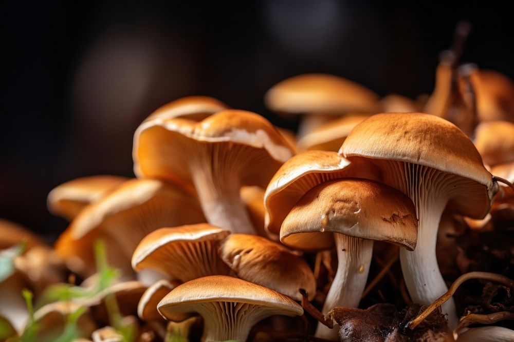 Mushroom meal fungus plant food.