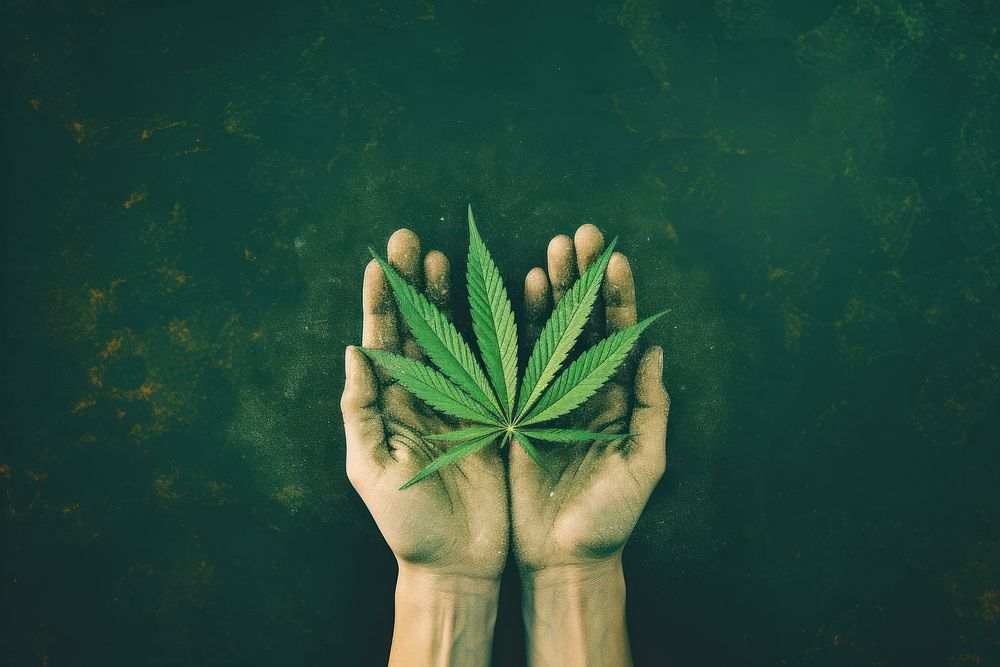 Cannabis leaf hand holding finger.