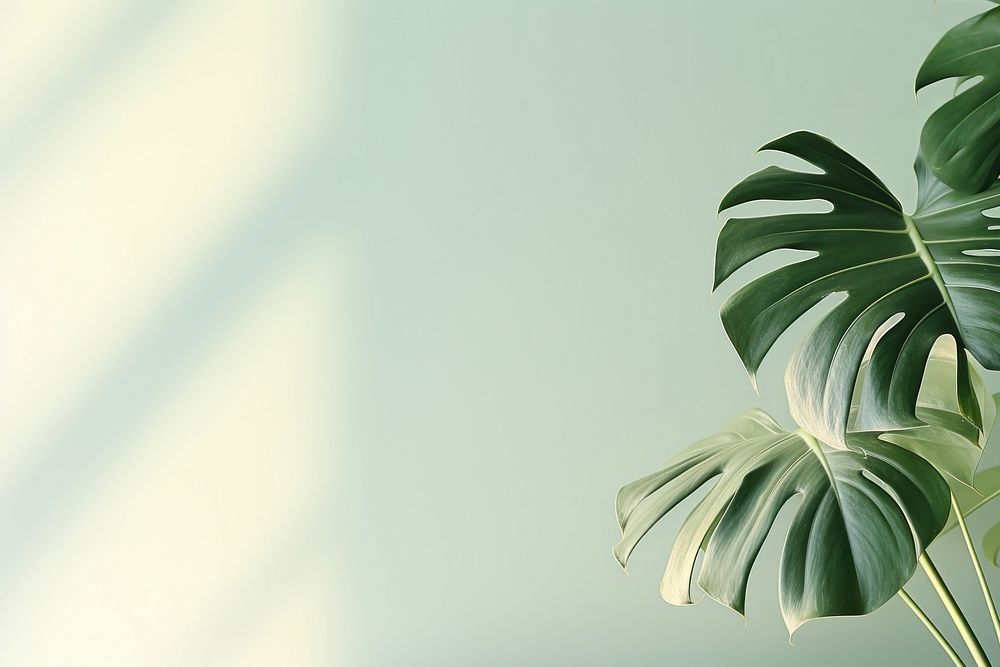  A green wall with monstera leaves and shadows nature plant leaf. AI generated Image by rawpixel.