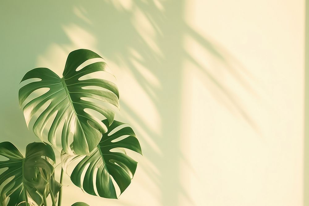  A green wall with monstera leaves and shadows nature plant leaf. AI generated Image by rawpixel.