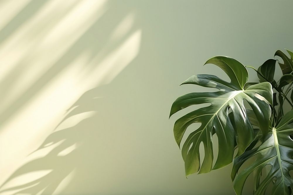  A green wall with monstera leaves and shadows nature plant leaf. 