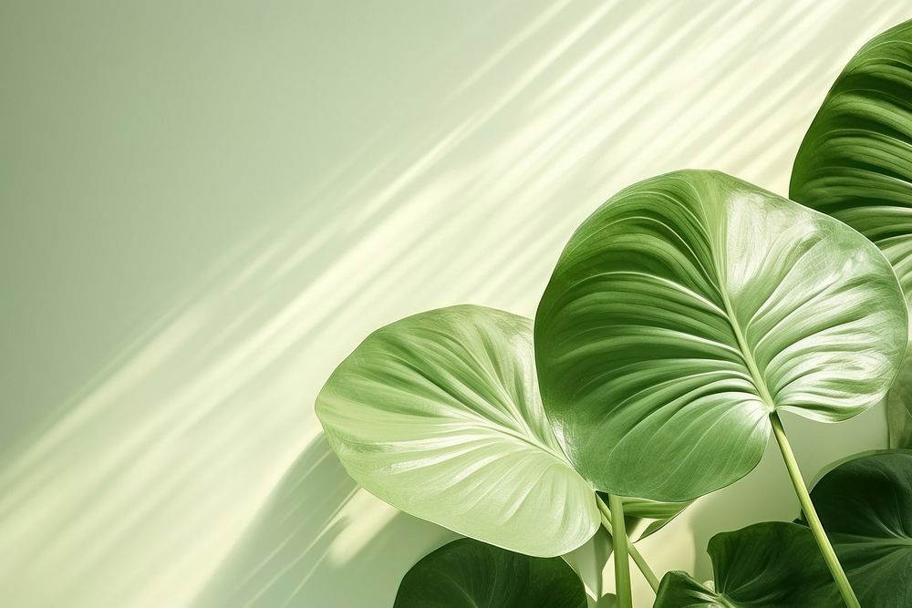  A green wall with Alocasia leaves and shadows nature plant leaf. AI generated Image by rawpixel.