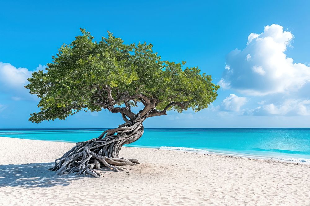 Tropical tree on the beach outdoors horizon nature.