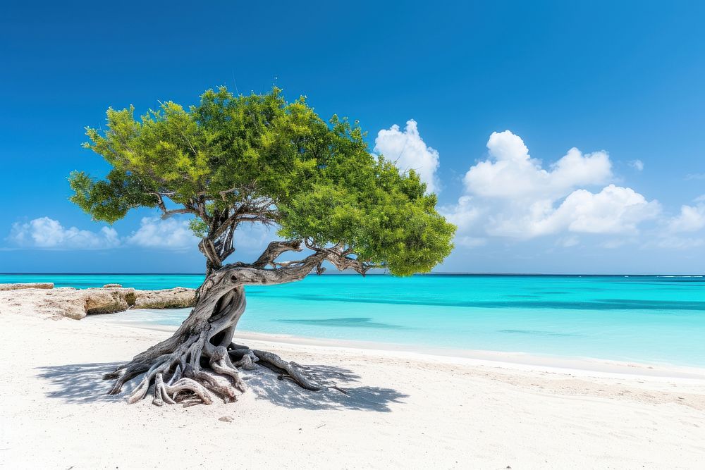 Tropical tree on the beach outdoors horizon nature.