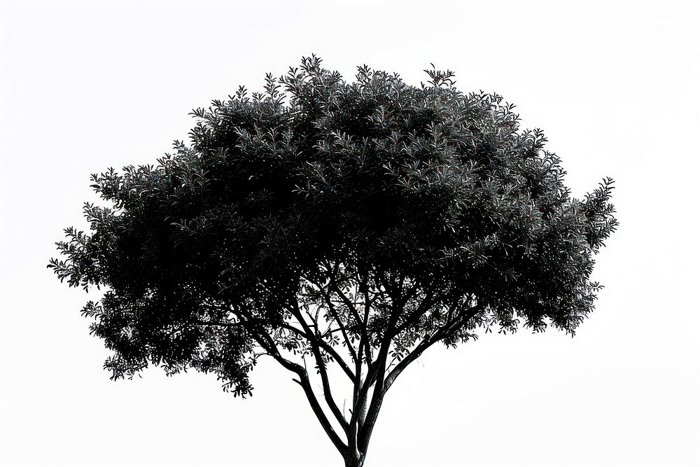 Sillhouette Black and white isolate tree silhouette outdoors nature.