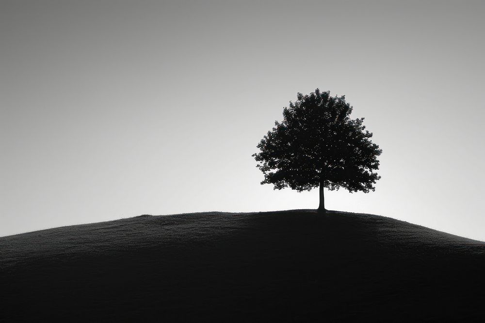 Sillhouette Black and white isolate tree silhouette outdoors plant.