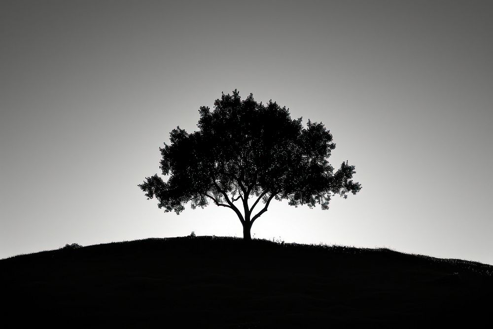 Sillhouette Black and white isolate tree in the middle silhouette outdoors nature.