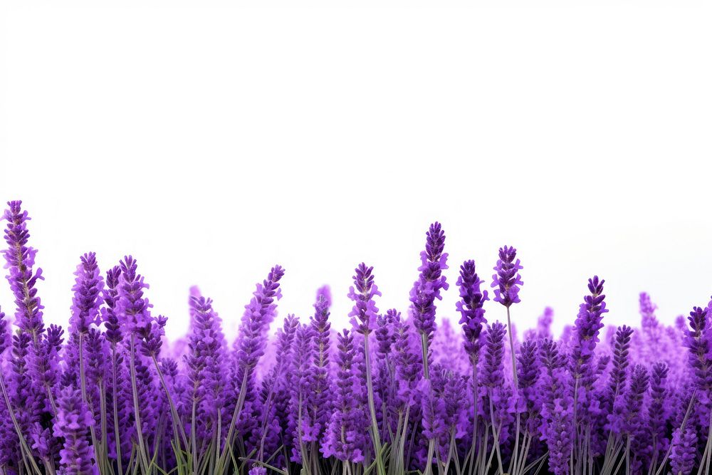 Lavender field backgrounds blossom flower.