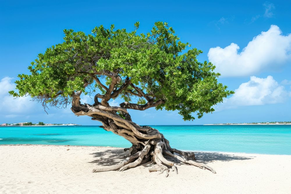 A tropical tree on the beach landscape outdoors nature.