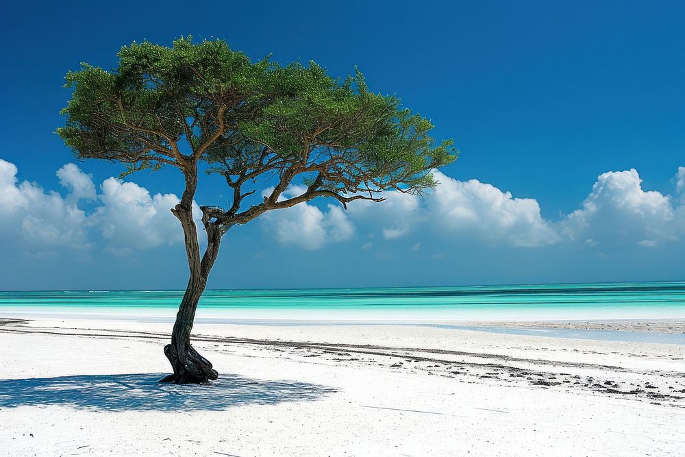 A tropical tree on the beach landscape outdoors horizon.