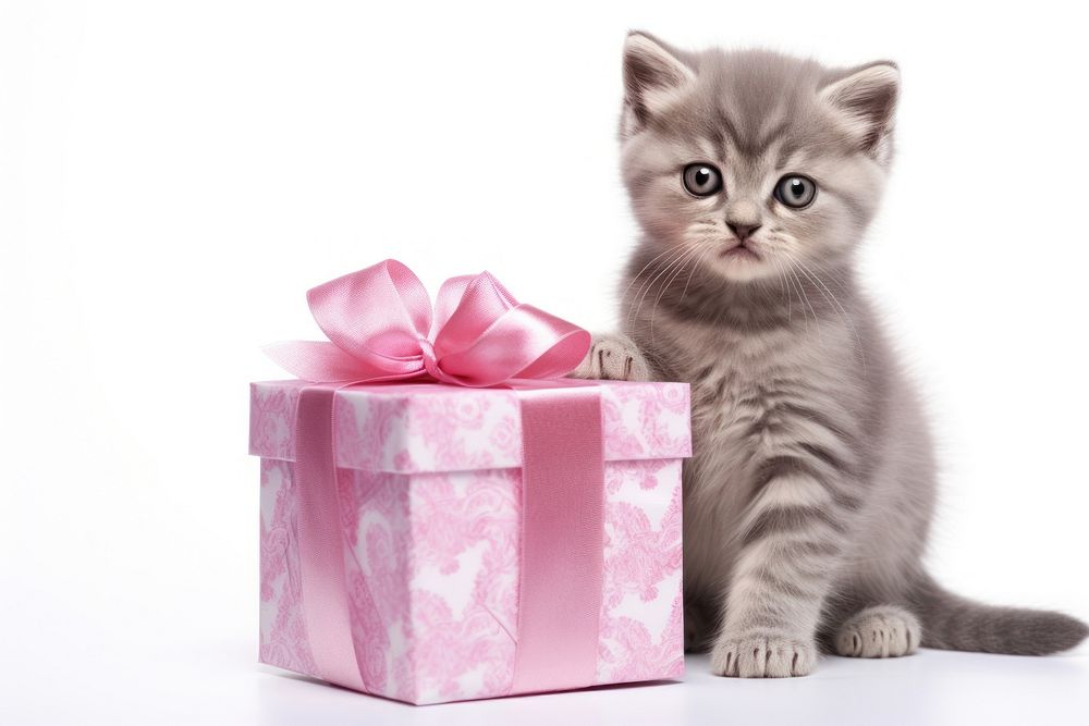 Holding a gift box portrait mammal kitten.