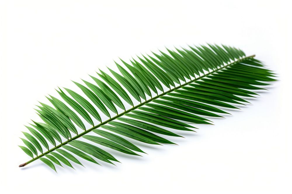 Coconut pine leaf plant tree fern.