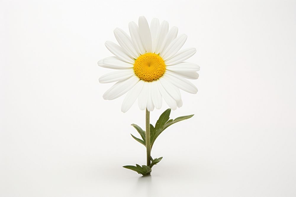 Daisy flower plant white.