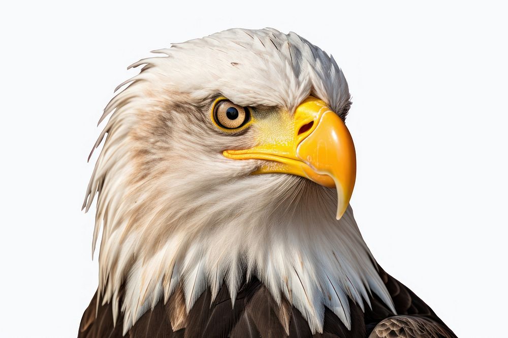 Eagle face animal beak bird.