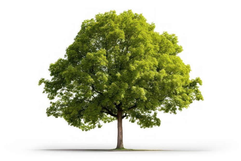  Linden tree plant white background. AI generated Image by rawpixel.
