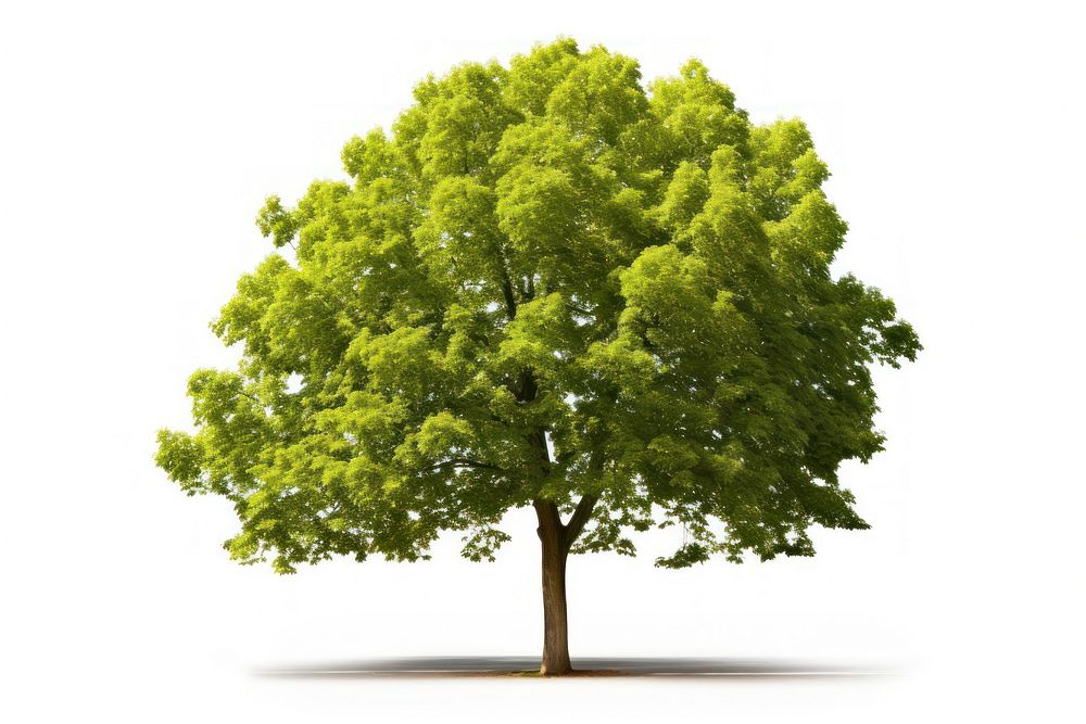  Linden tree plant white background. AI generated Image by rawpixel.