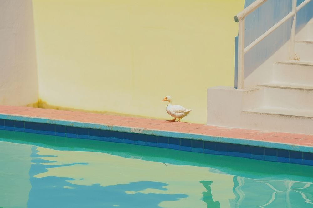 Swimming pool architecture outdoors bird.